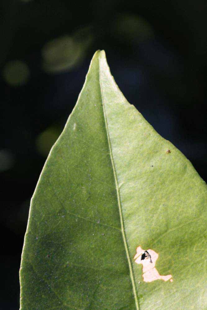              Margin (Riverside, CA)       